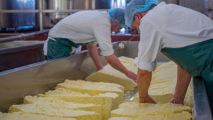 Two men make blocks of cheese